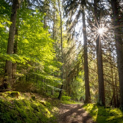 Klimaschutzprojekte in einer Waldlandschaft sorgen für die Reduktion von Treibhausgasemissionen Klimaschutzprojekte in einer Waldlandschaft sorgen für die Reduktion von Treibhausgasemissionen