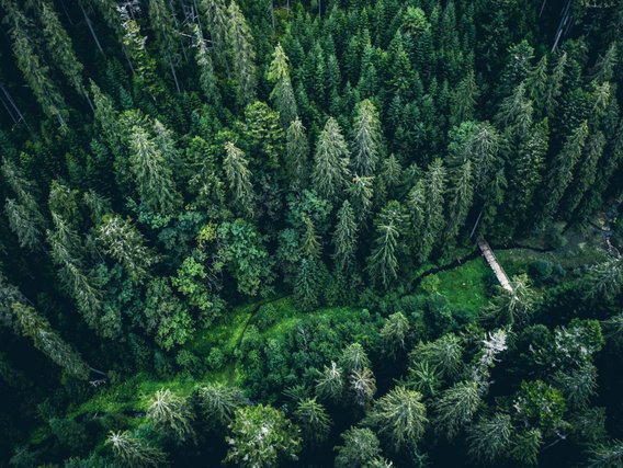 Luftaufnahme der grünen Baumkronen eines Kiefernwaldes Luftaufnahme der grünen Baumkronen eines Kiefernwaldes
