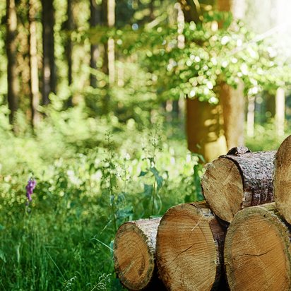 Timber harvested from a sustainably managed forest as a source of FSC-certified raw materials Timber harvested from a sustainably managed forest as a source of FSC-certified raw materials
