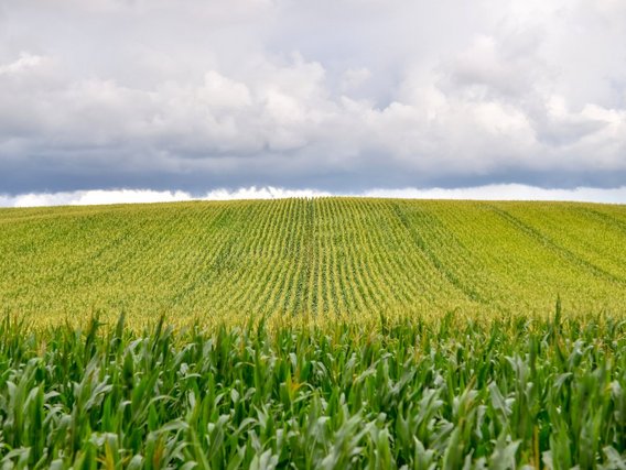 Landscape with a green cornfield Landscape with a green cornfield