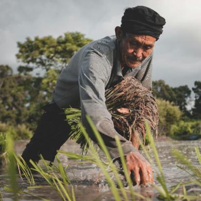 Mann Im Grauen Langärmeligen Hemd, Das Reis Pflanzt https://www.pexels.com/de-de/foto/mann-im-grauen-langarmeligen-hemd-das-reis-pflanzt-2804327/