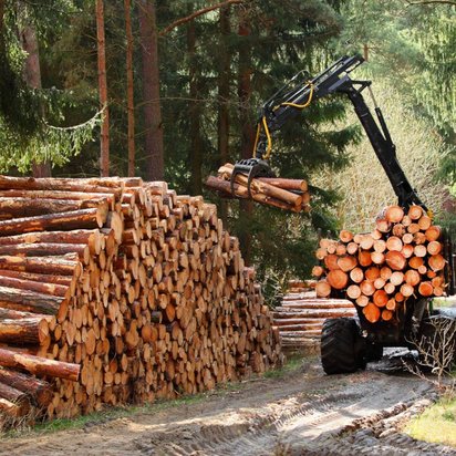 Ein Holzvollernter arbeitet im Wald Ein Holzvollernter arbeitet im Wald