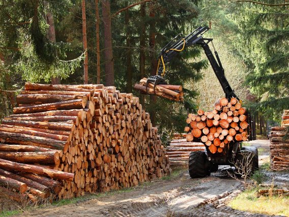 A timber harvester is operating in the forest. A timber harvester is operating in the forest.