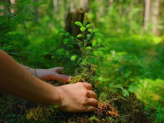 Baum pflanzen im grünen Wald für Nachhaltigkeit Person pflanzt einen kleinen Baum in einem grünen Wald