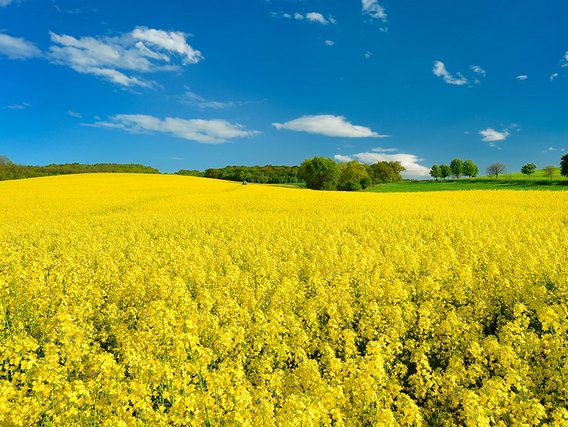 Biodiesel wird überwiegend aus Rapsöl hergestellt.