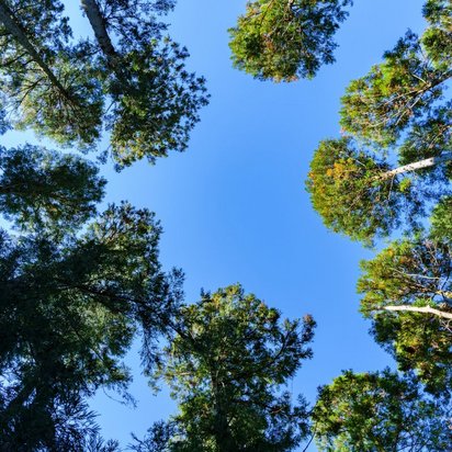 Eine Gruppe von Bäumen steht unter einem klaren blauen Himmel Eine Gruppe von Bäumen steht unter einem klaren blauen Himmel