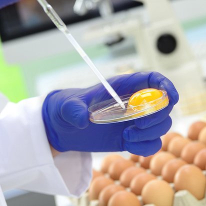 HACCP Zertifizierung Symbolbild Hygiene - Hände mit blauen Handschuhen entnehme eine Probe von einem aufgeschlagenen Ei, dahinter weitere Eier