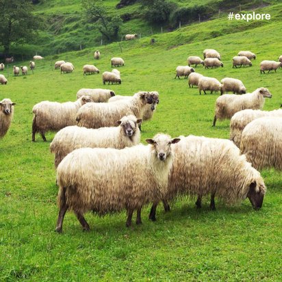 Eine Gruppe langhaariger Schafe auf einer Wiese, wobei eines direkt in die Kamera schaut.