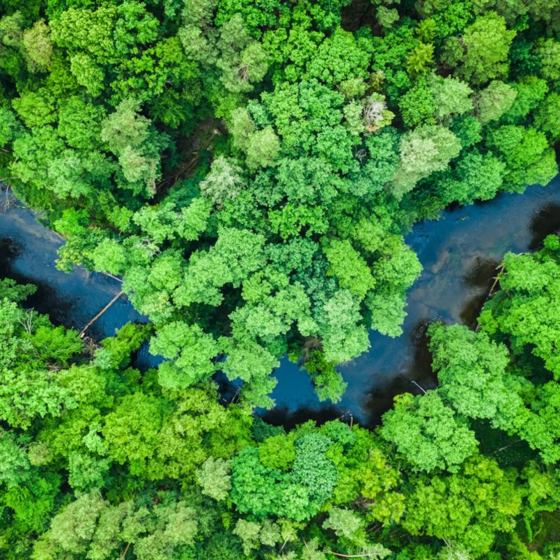 Eine Vogelperspektive zeigt einen dichten Wald, der sich entlang eines Flusses erstreckt, mit grünen Bäumen Eine Vogelperspektive zeigt einen dichten Wald, der sich entlang eines Flusses erstreckt, mit grünen Bäumen