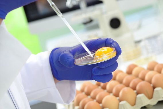 HACCP Zertifizierung Symbolbild Hygiene - Hände mit blauen Handschuhen entnehme eine Probe von einem aufgeschlagenen Ei, dahinter weitere Eier