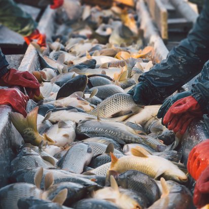 Fische aus Wildfang in einer Sortierstation Symbolbild MSC Zertifizierung
