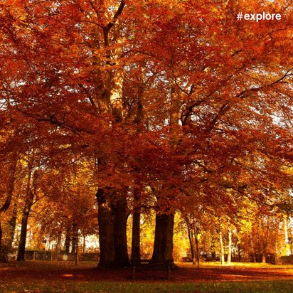 Ein Park mit sehr großen Bäumen, deren Blätter im Herbst orange und gelb gefärbt sind.