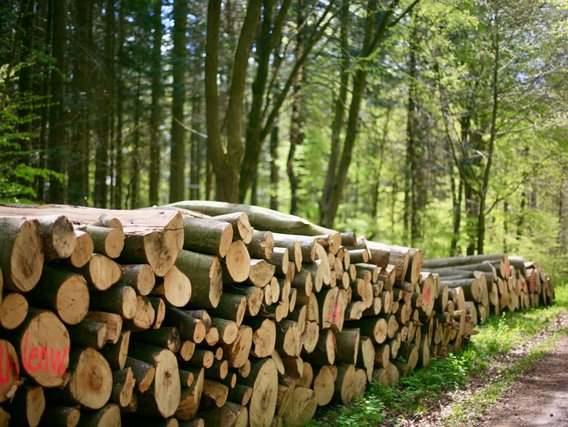 Stapel von Rundholzstämmen mit unterschiedlichen Größen von Kiefernbäumen Stapel von Rundholzstämmen mit unterschiedlichen Größen von Kiefernbäumen