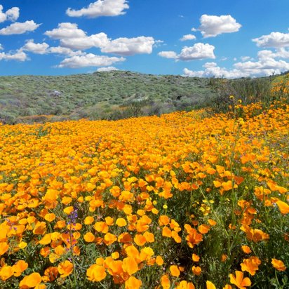 Ein unberührtes goldenes Mohnfeld zeigt was Klimaschutz erzielen kann Ein unberührtes goldenes Mohnfeld zeigt was Klimaschutz erzielen kann