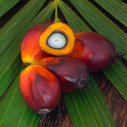Palmölfrüchte angeschnitten und ganz auf einem Palmblatt Symbolbild RSPO Zertifizierung