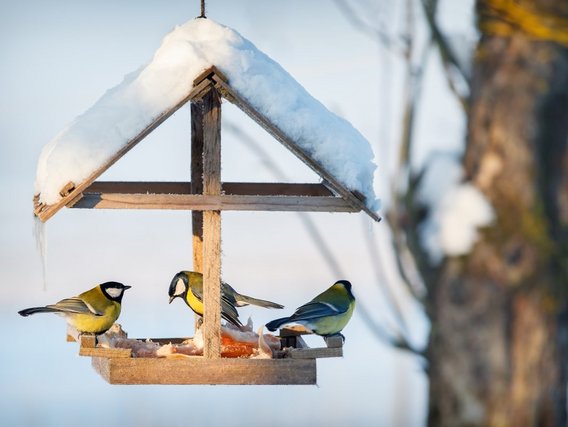 Bird feeder in winter Three sparrows at a bird feeder in winter