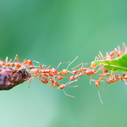 Ameisenbrücke Ameisen bilden eine Brück zwischen zwei Blättern