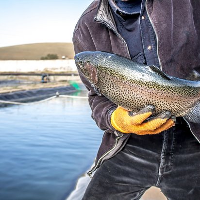 Fischer hält Fisch im Hintergrund ein Fischzuchtbecken Symbolbild ASC Zertifizierung