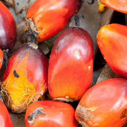 Palmölfrüchte Symbolbild IFS Progress - rot orangene Palmnüsse